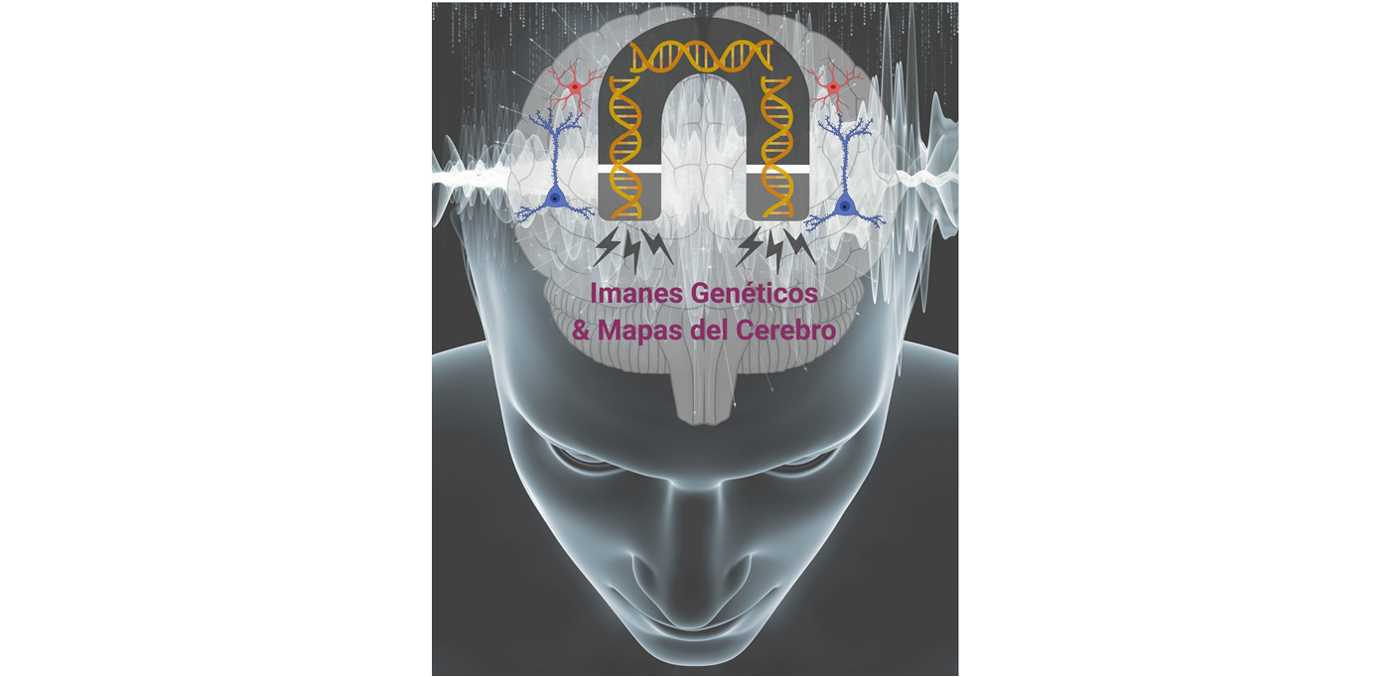 El nuevo indicador genético que se va a desarrollar transformará la actividad cerebral en una señal magnética que permitirá el mapeo completo de la actividad del cerebro.